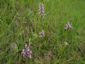 Orchis militaris